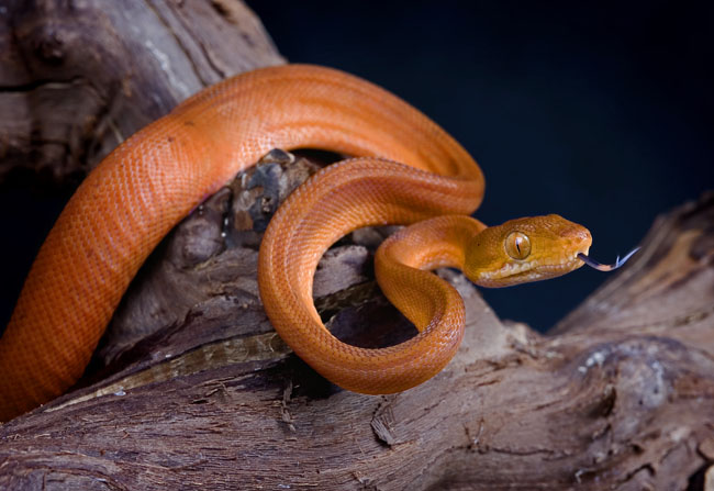 MDK_H_SN_Corallus hortulanus_Amazon Tree Boa_002_Side
