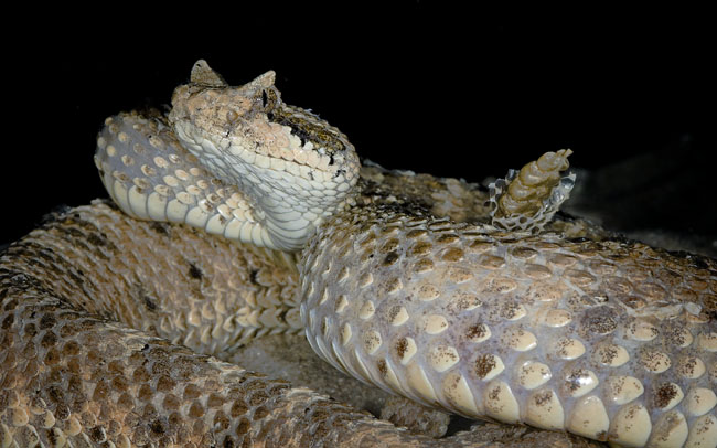 MDK_H_SN_Crotalus c. cercobombus_Sidewinder_001