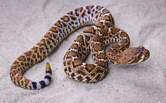 MDK_H_SN_Crotalus ruber_Red Diamond Rattlesnake_001