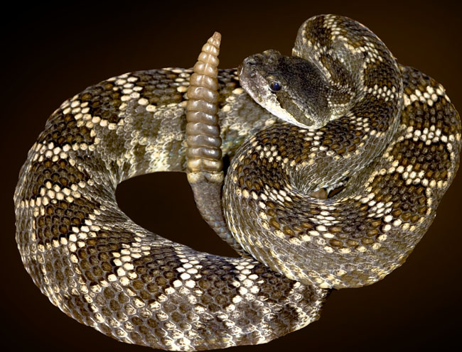 MDK_H_SN_Crotalus viridis oreganus_Northern Pacific Rattlesnake_001