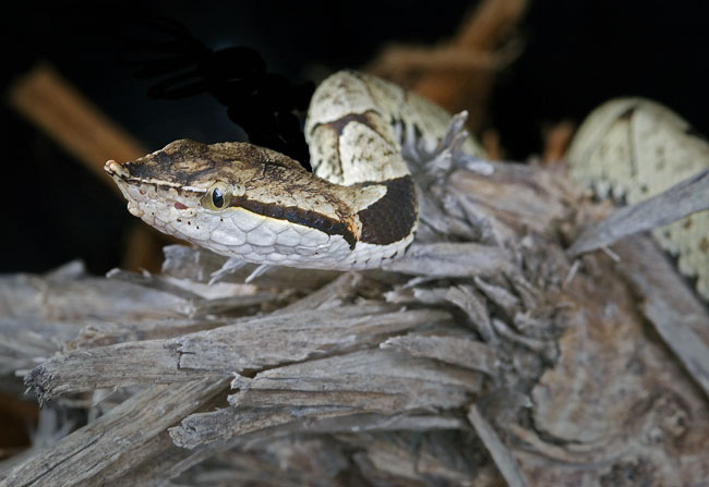 MDK_H_SN_Deinagkistrodon acutuus_The Hundred Pace VIper_002_Head