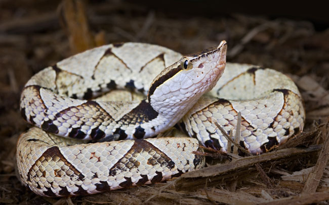 MDK_H_SN_Deinagkistrodon acutuus_The Hundred Pace Viper_001_Coil