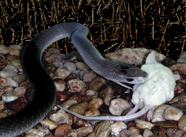 MDK_H_SN_Dendroaspis polylepis_Bloack Mamba_001_w Mouse