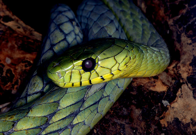 MDK_H_SN_Dendroaspis viridis_West African Green Mamba_002