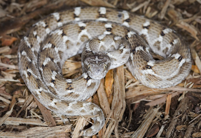 MDK_H_SN_Echis c multisquamatus_Saw Scaled VIper_002