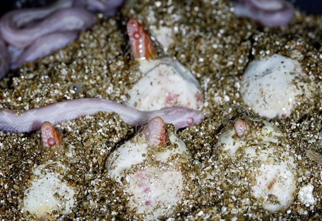 MDK_H_SN_Elaphe guttata guttata_Corn SNake_004_Line Up