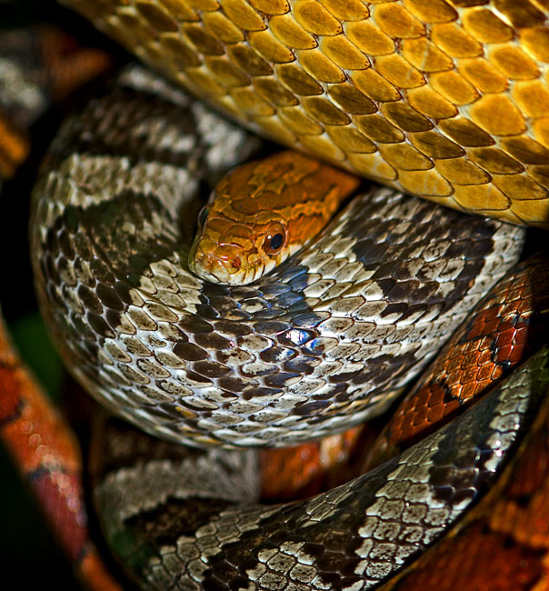 MDK_H_SN_Elaphe guttata guttata_Corn Snakes_005_Cornball