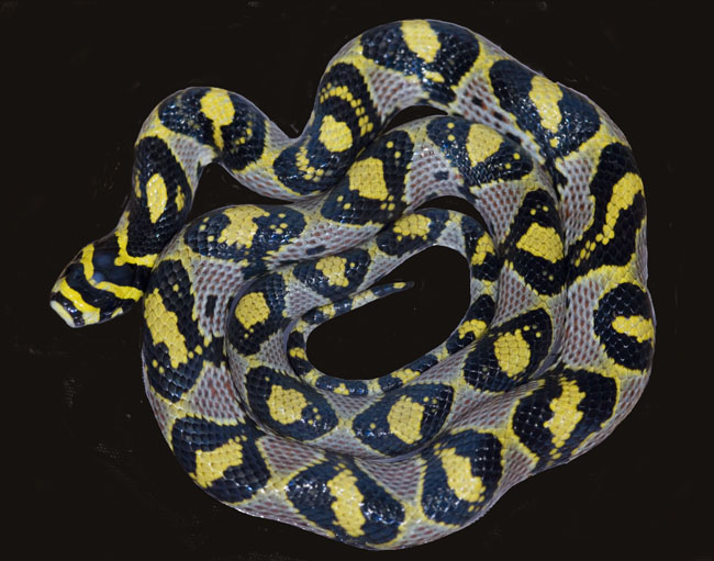 MDK_H_SN_Elaphe mandarina_Mandarin Rat Snake_002