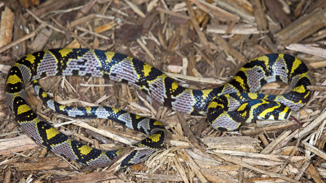 MDK_H_SN_Elaphe mandarina_Mandarin Rat Snake_003