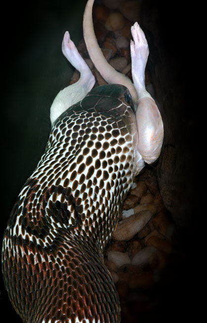 MDK_H_SN_Elapidae_Naja Naja_Spectecled Cobra_001_going down