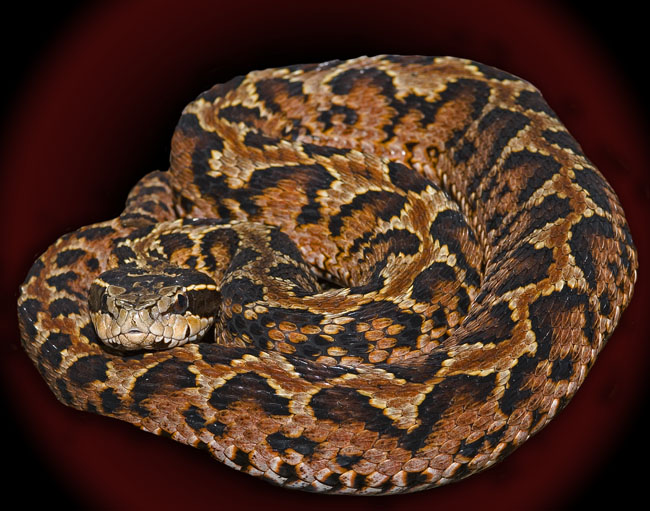 MDK_H_SN_Gloydius blomhoffii_Manushi_001