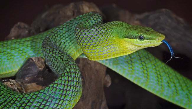 MDK_H_SN_Gonyosoma oxycephala_Redtailed Green Rat Snake_001