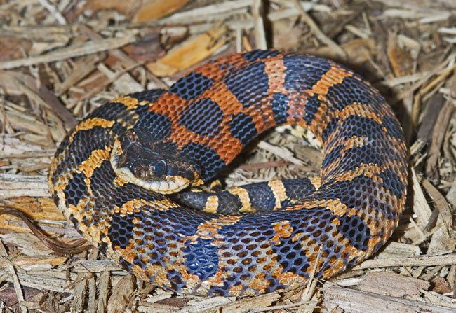 MDK_H_SN_HEterodon platyrhinos_Eastern Hognose_001