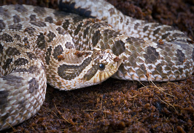 MDK_H_SN_Heterodon nasicus_Western Hognose_001