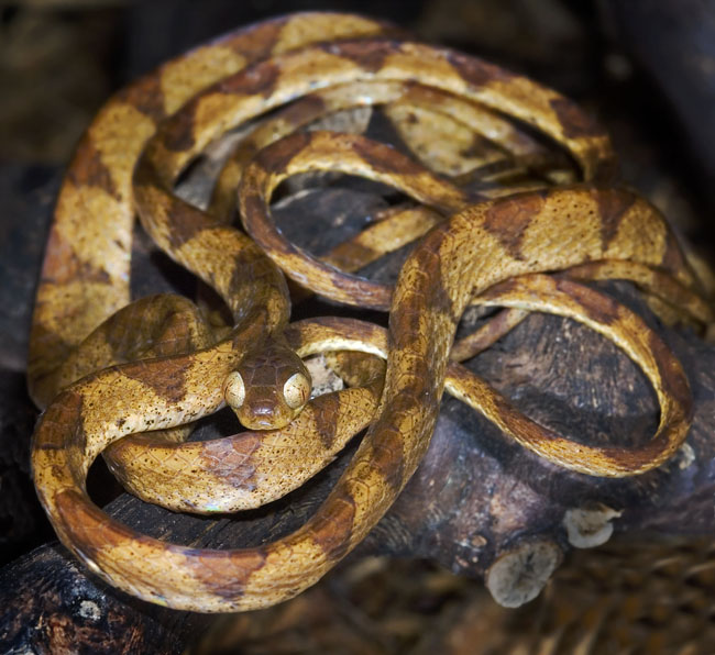 MDK_H_SN_Immanatodes_ Blunt Head Snake_001_coil