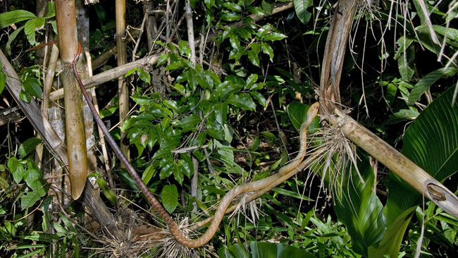 MDK_H_SN_Ithycyphus perineti _X_001