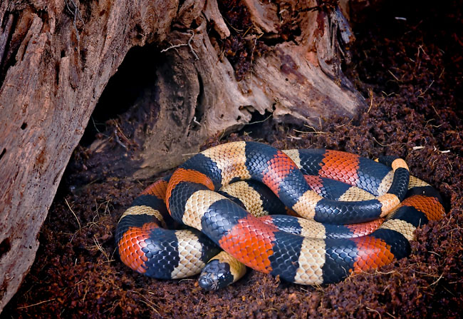 MDK_H_SN_Lampropeltis triangulum campbell_Pueblan Milk Snake_001
