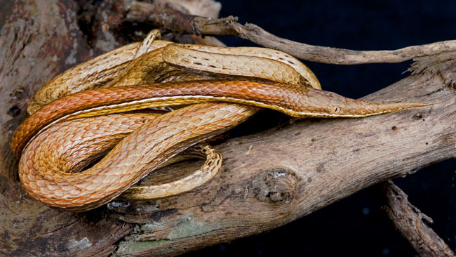 MDK_H_SN_Langaha nasuta_ Vine Snake_001_pencil head