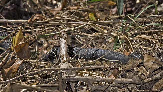 MDK_H_SN_Leioheterodon madagascariensis_Malagasy Giant Hognose_001_hog wild