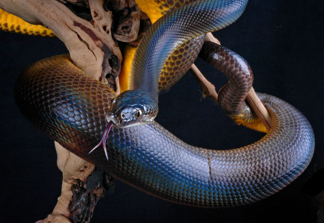 MDK_H_SN_Liasis fuscus_Water Python_001