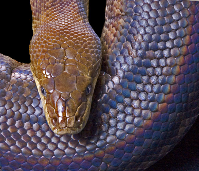 MDK_H_SN_Liasis mackloti mackloti_Macklots Python_001