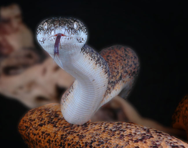 MDK_H_SN_Liasis mackloti savuensis_Savu Python_002_tongue