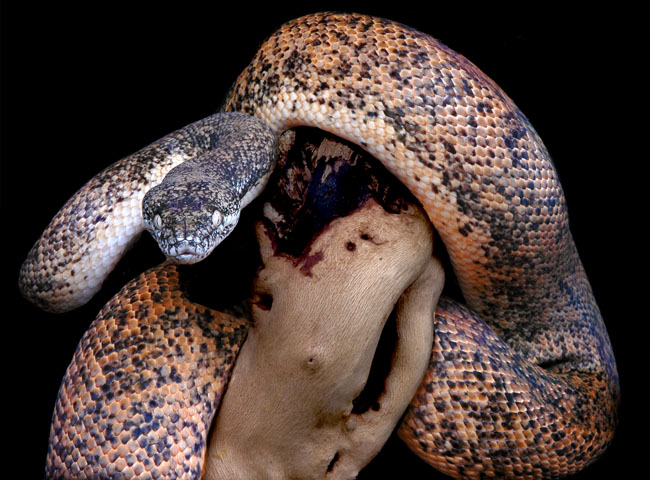 MDK_H_SN_Liasis mackloti savuensis_Savu Python_003