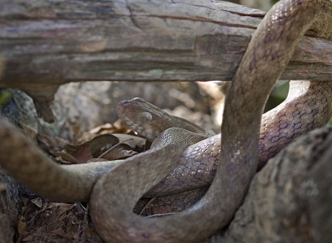 MDK_H_SN_Madagascarophis citrinus_Malagascan Common Snake_001_Logs