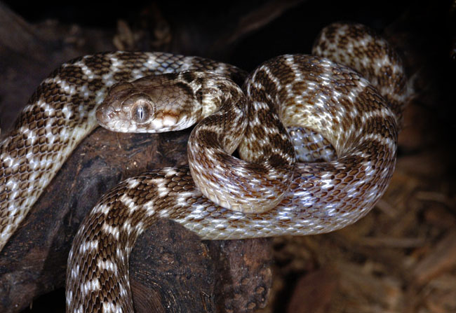 MDK_H_SN_Madagascarophis colubrina_Madagascar Cat Snake_001