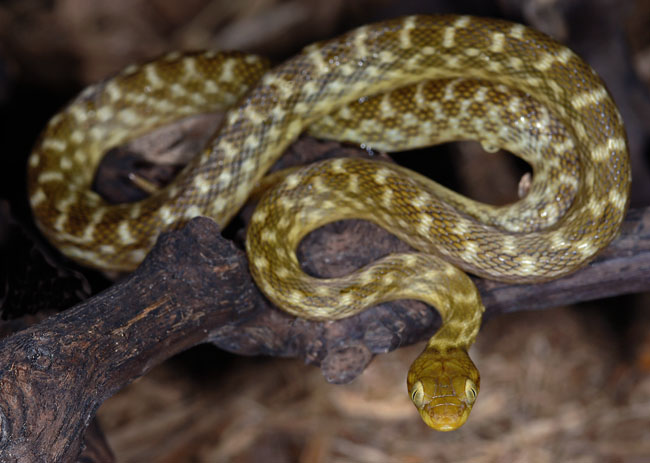 MDK_H_SN_Madagascarophis colubrina_Madagascar Cat Snake_002