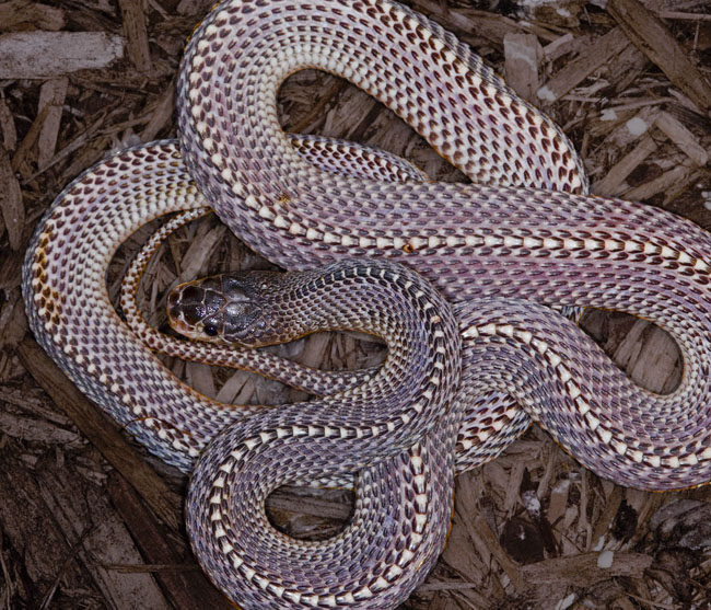 MDK_H_SN_Mehelya capensis capensis_Cape FIle Snake_001