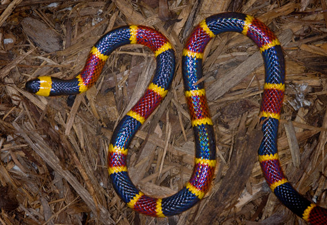 MDK_H_SN_Micrurus fulvius_Eastern Coral Snake_001_coral s