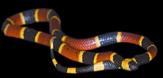 MDK_H_SN_Micrurus fulvius_Eastern Coral_002