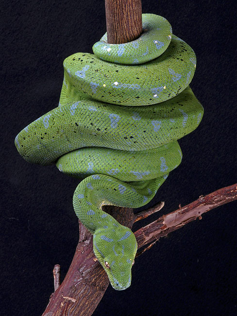 MDK_H_SN_Morelia viridis_Green Tree Python_002_Stick