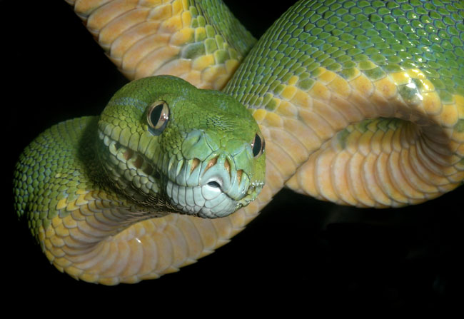 MDK_H_SN_Morelia viridis_Green Tree Python_003_Hanging Out