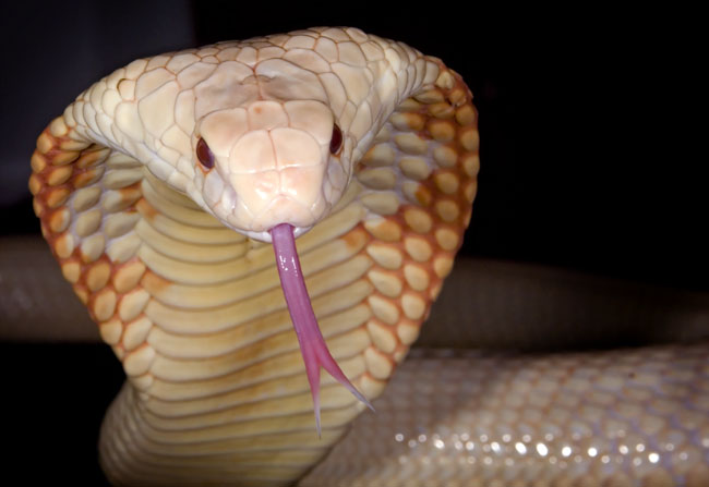 MDK_H_SN_Naja naja kaouthia_Albino Moacled Cobra_001_tongue and hood