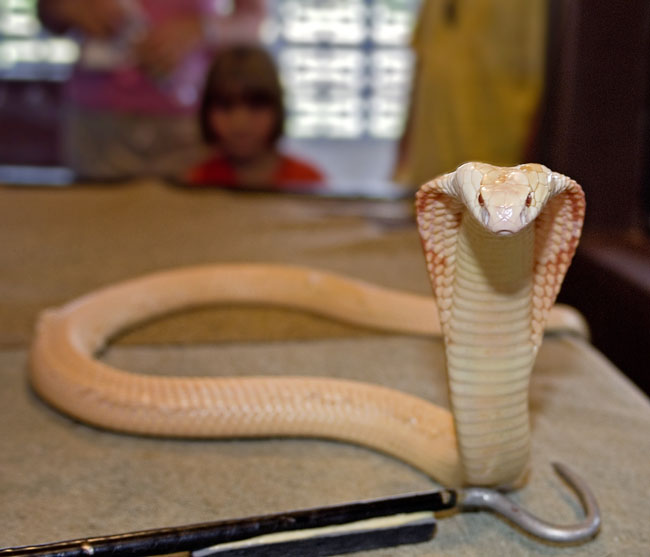MDK_H_SN_Naja naja kaouthia_Albino Monocled Cobra_002_hook and girl
