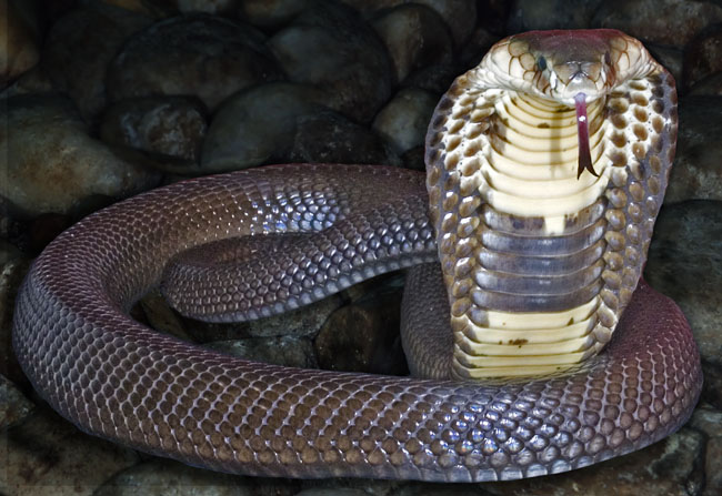MDK_H_SN_Naja naja kaouthia_Monocoled CObra_003_coil hood and tongue