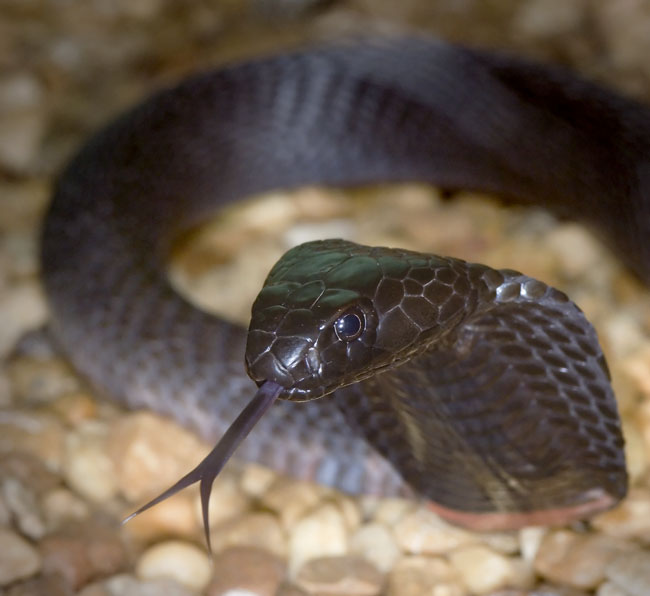 MDK_H_SN_Naja nigricollis_Red neck spitting cobra_001_tongue