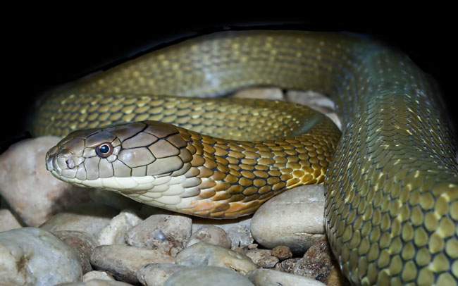 MDK_H_SN_Ophiophagus hannah_King Cobra_002_curves