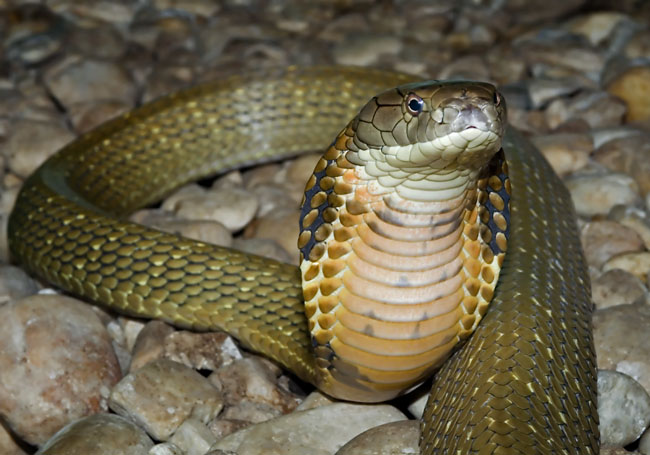 MDK_H_SN_Ophiophagus hannah_King Cobra_003_moving ahead