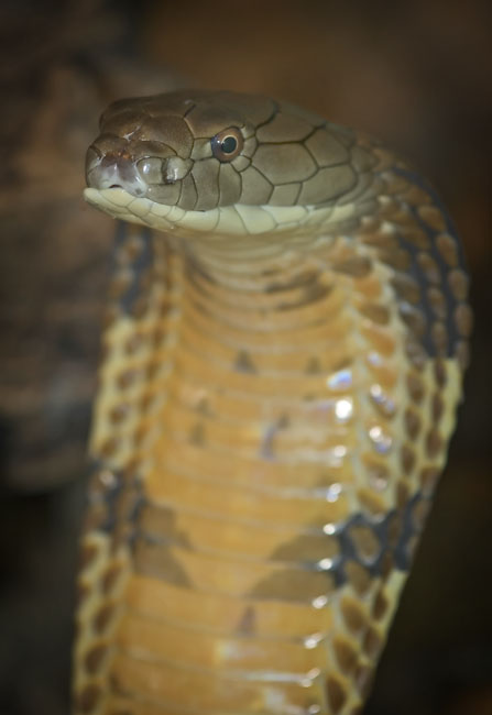 MDK_H_SN_Ophiophagus hannah_King Cobra_005_Up