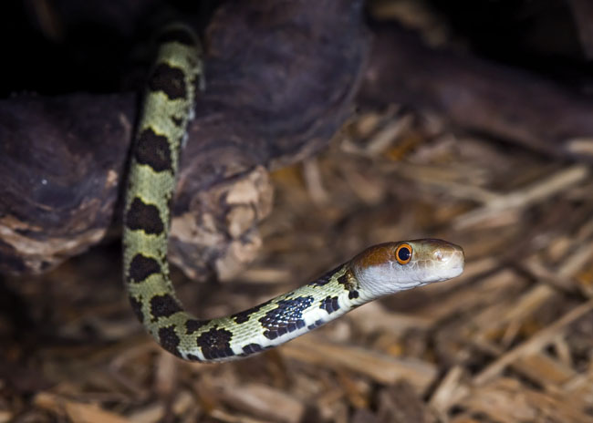 MDK_H_SN_Orthriophis moellendorffi_100 FLower Rat Snake_001