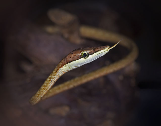 MDK_H_SN_Oxybelis aeneus auratus_Brown Vine Snake_001_out of the brown
