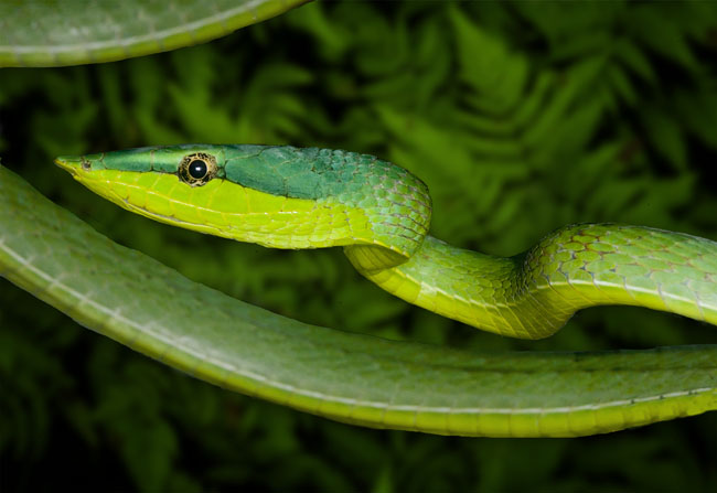 MDK_H_SN_Oxybelis fulgius_Green Vine Snake_001