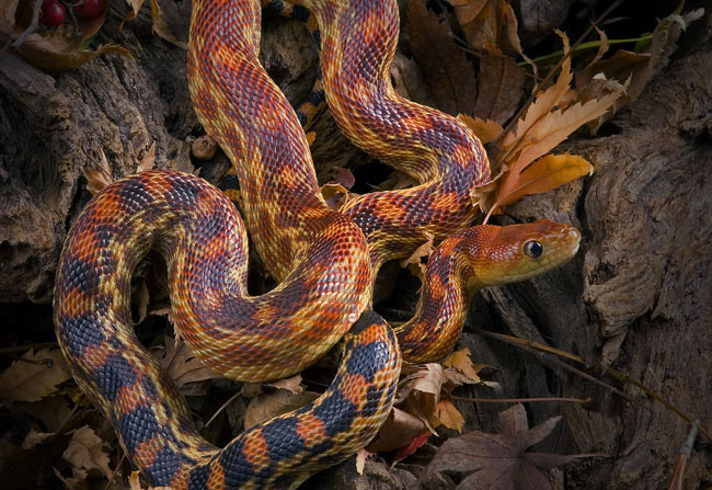 MDK_H_SN_Pituophic catenifer bimaris_Baja Gopher Snake_001