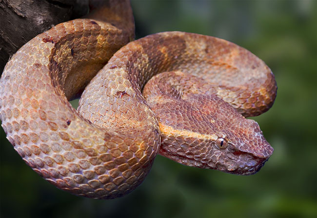 MDK_H_SN_Porthidium nasutus_Hognose Viper_001