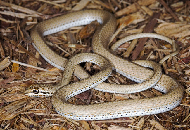 MDK_H_SN_Psammophis s schokari_Egyptian Sand Racer_001