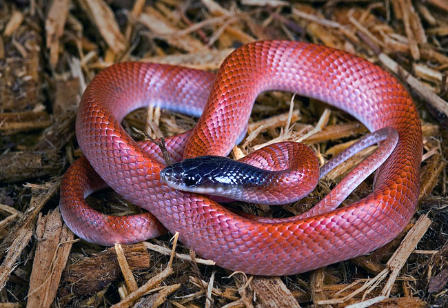 MDK_H_SN_Pseudoboa newedi_Amazon Scarlet Snake_001