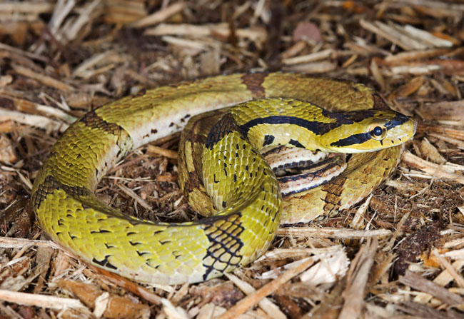 MDK_H_SN_Pseudoxenodon macrops_Asian False Cobra_001